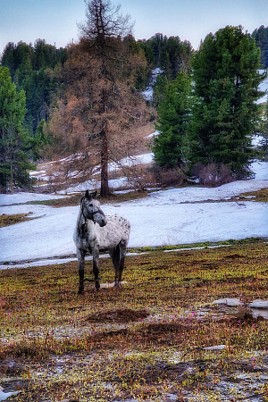 Russian Altay, Siberia. Horseback riding trip «Anylu – wonderful Altay valley»