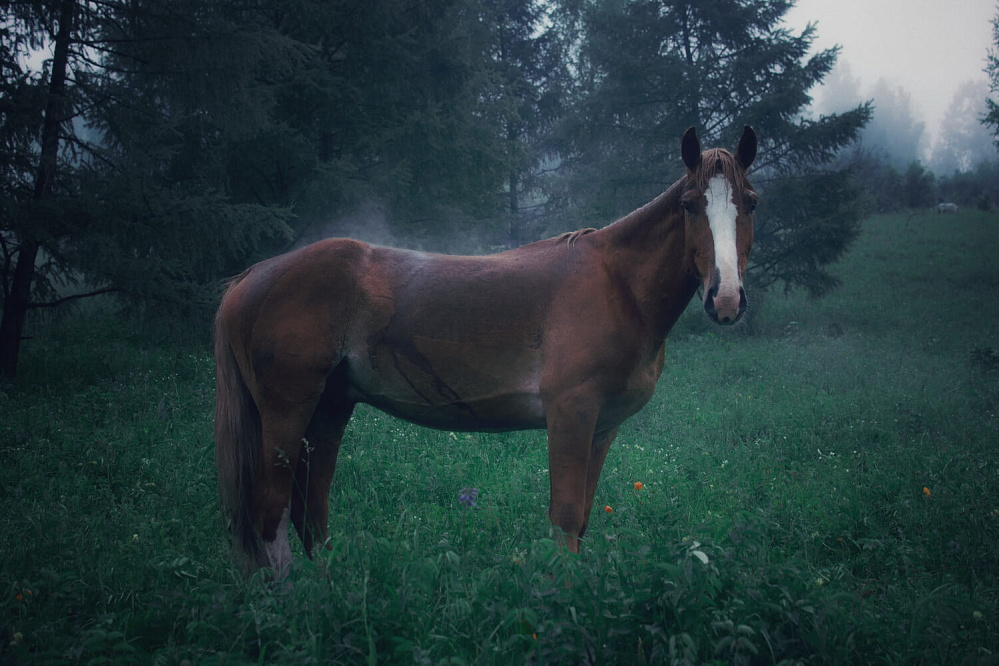 Russian Altay, Siberia. Horseback riding trip «Anylu – wonderful Altay valley»