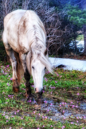 Russian Altay, Siberia. Horseback riding trip Uymen’ Lake – the heart of Altaу Mountains