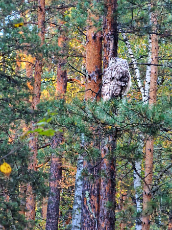 Авто - конный тур "Осенний Алтай"