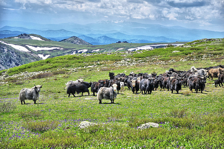 Russian Altay, Siberia. Horseback riding trip Karakol’skie Lakes (loop ride)