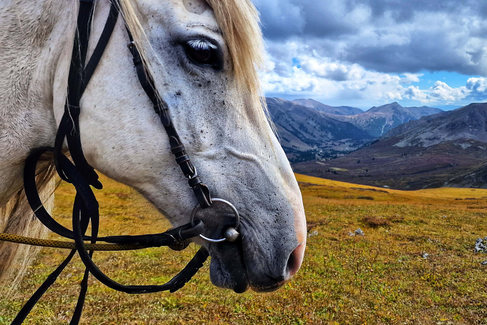 Тour équestre -  Russie Altaï «Lacs de Karakol - lac d’Ouymen»