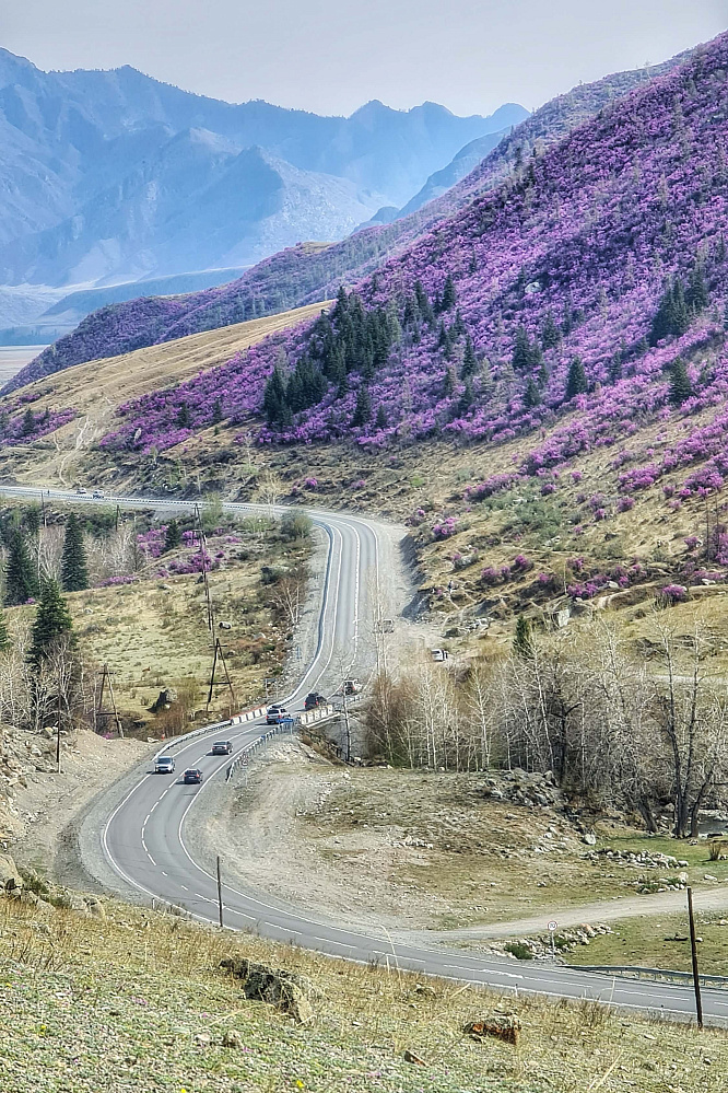 «Алтай  —  тур выходного дня» или «Майские на Алтае» 2026