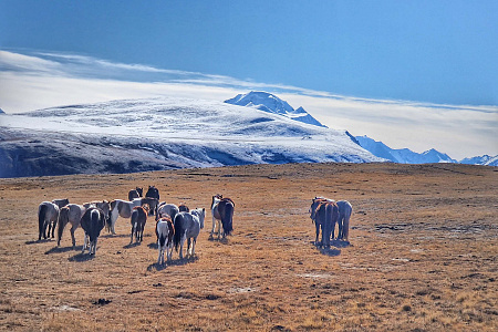 Автомобильный тур «Алтай — уникальная дорога мира»