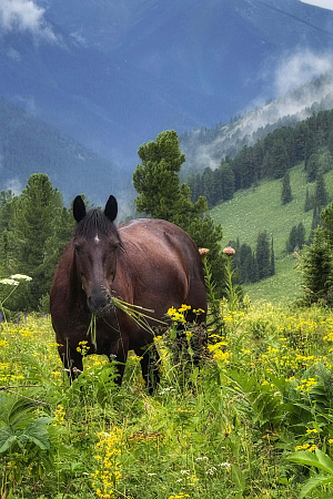 Конный ВИП тур "Алтай - перезагрузка"