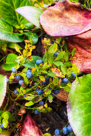 Конный тур по Алтаю «Ан`ылу»