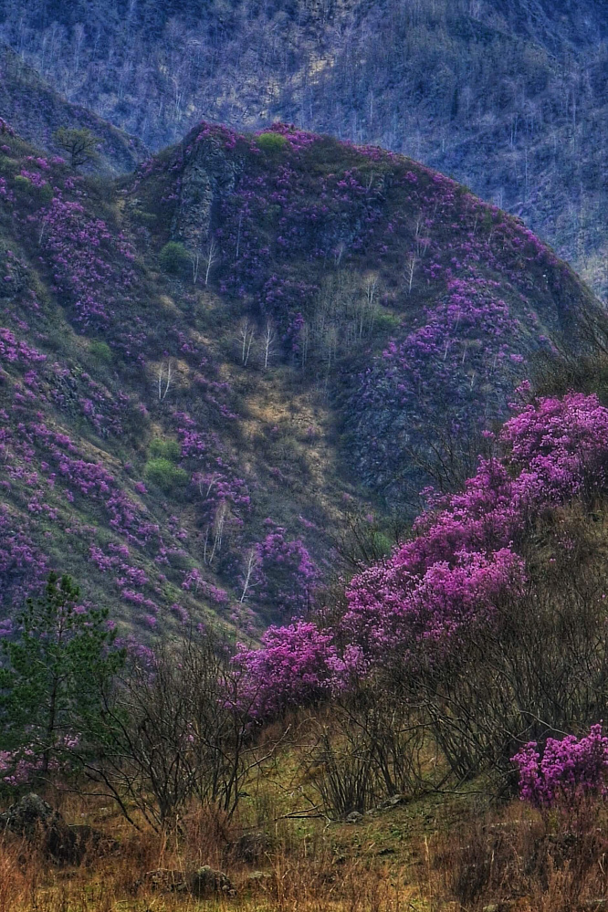 Конный тур для опытных всадников «Галопом по Алтаю»