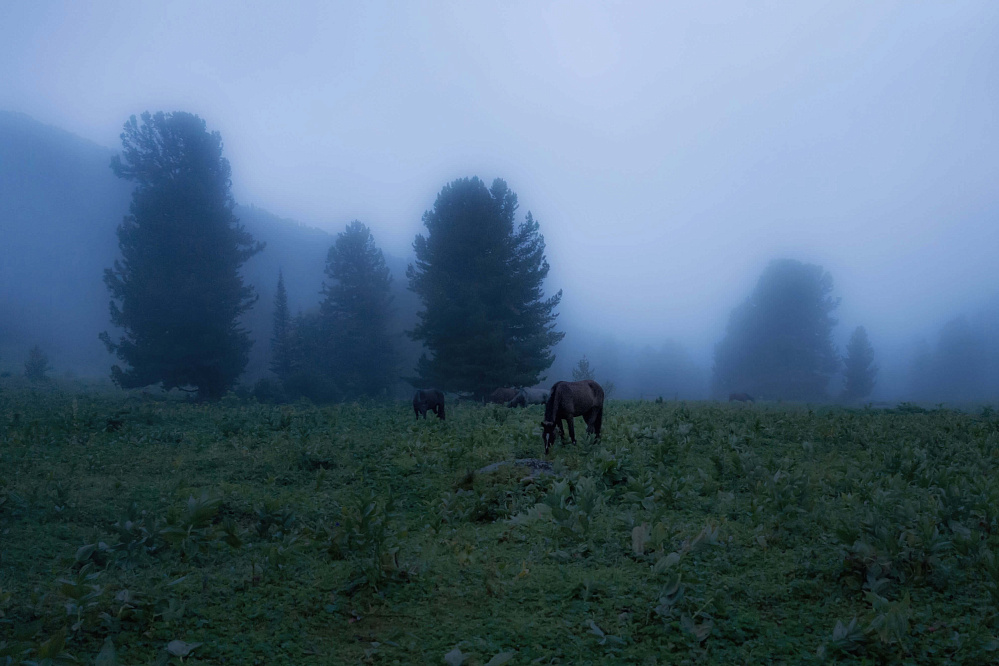 Конный тур «Алтай — страна Чудес»