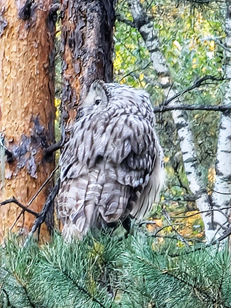 Авто - конный тур "Осенний Алтай"