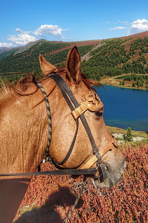 Конный тур «Алтай — страна Чудес»