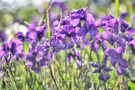 Конный тур «Алтай для новичков» или к Каракольским озерам налегке»