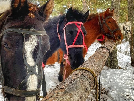Cемейный | корпоративный тур «Самый индивидуальный тур на Алтае»