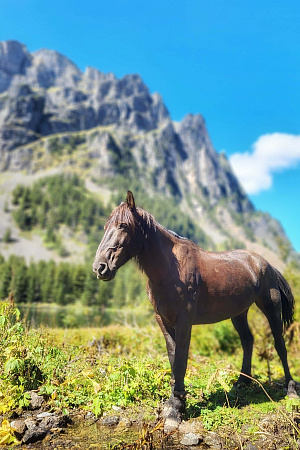 Конный тур «Алтай — страна Чудес»