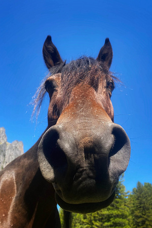 Russian Altay, Siberia. Horseback riding trip «Anylu – wonderful Altay valley»