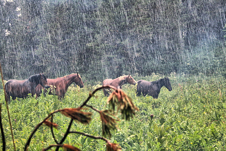 Конный тур по Алтаю «От Каракольских до Телецкого — Всесоюзный 77-й»