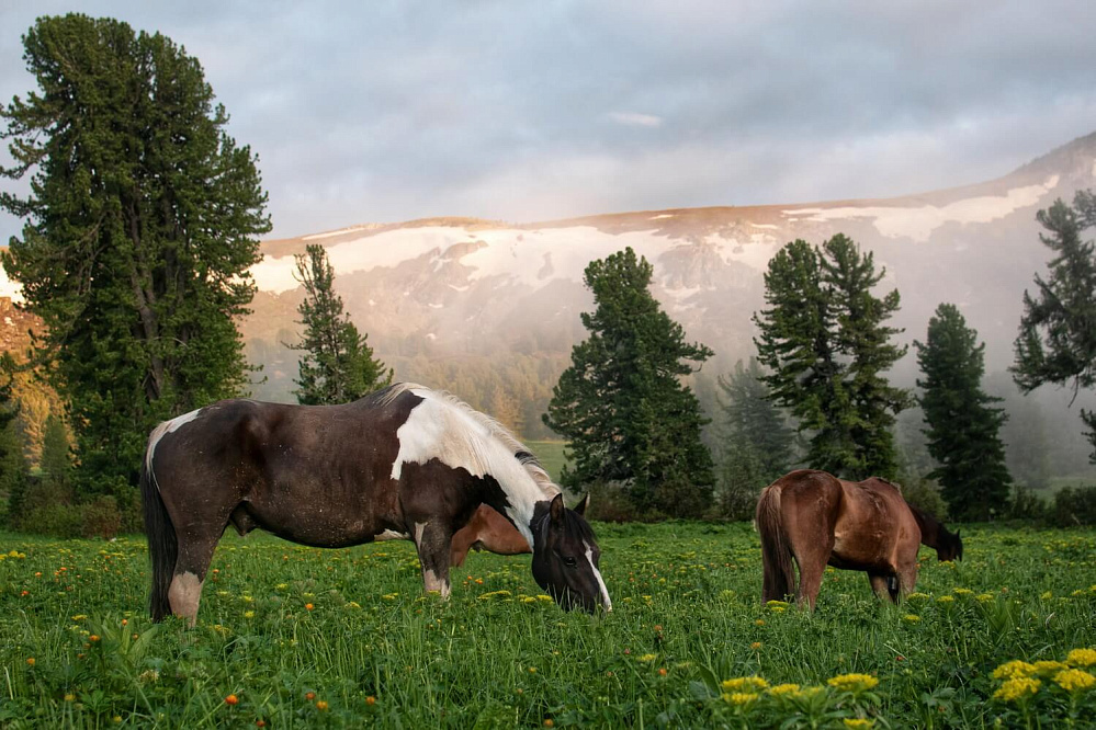 Russian Altay, Siberia. Horseback riding trip Uymen’ Lake – the heart of Altaу Mountains