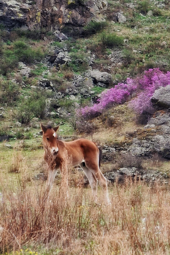 «Алтай  —  тур выходного дня» или «Майские на Алтае» 2026