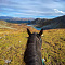 Russian Altay, Siberia. Horseback riding trip «Anylu – wonderful Altay valley»