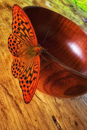 Конный ВИП тур "Алтай - перезагрузка"