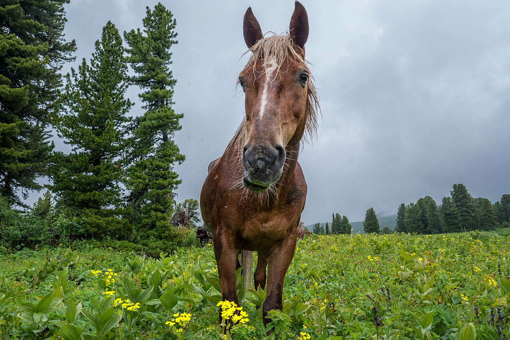 Конный тур «Алтай — страна Чудес»