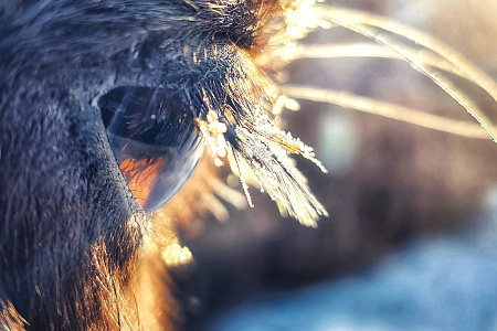 Altai - winter fairytale