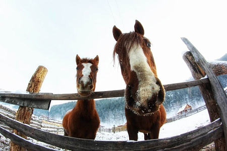 Конно-экскурсионный тур «Зимой на Алтай или выходные в горах»