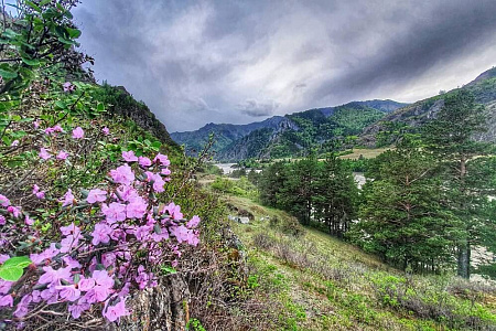 Подарочный сертификат «Маяк Алтая»