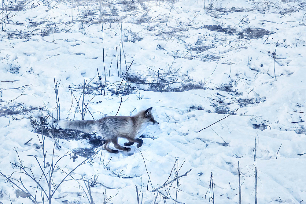 «На снегоходах к озеру Манас» - Алтай