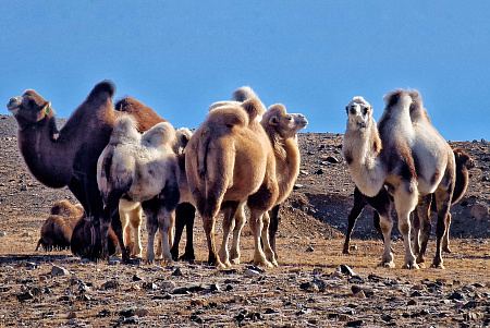 Автомобильный тур «Алтай — уникальная дорога мира»