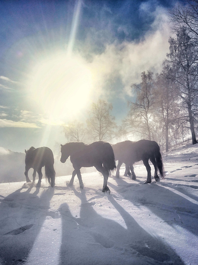 Авторский конный-коктейль тур «Легенды Алтая»