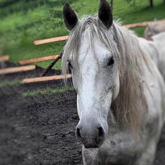 Ростов Великий