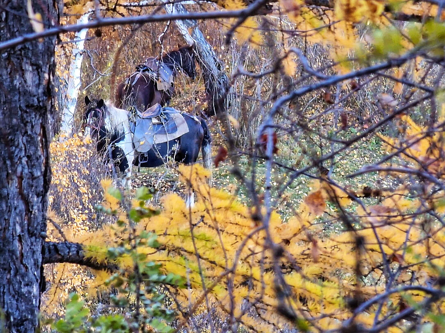 Авто - конный тур "Осенний Алтай"