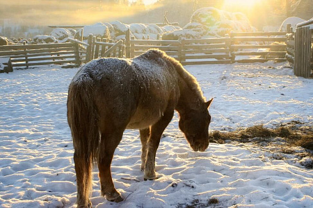 Конно-экскурсионный тур «Зимой на Алтай или выходные в горах»