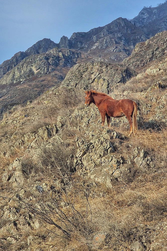 «Алтай: Новый год | 23 февраля | 8 марта» - конный тур
