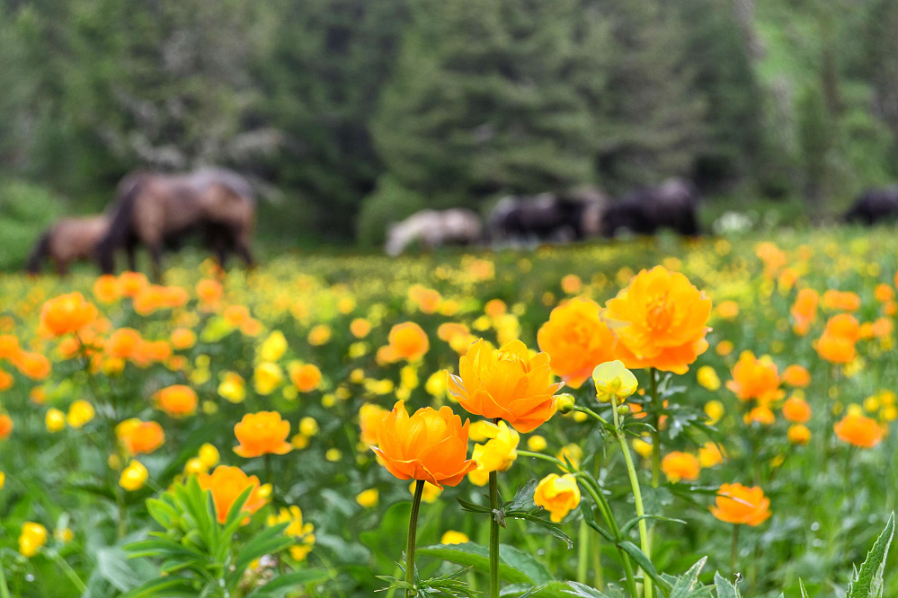 Конный тур «Уймень-озеро — сердце Алтая»