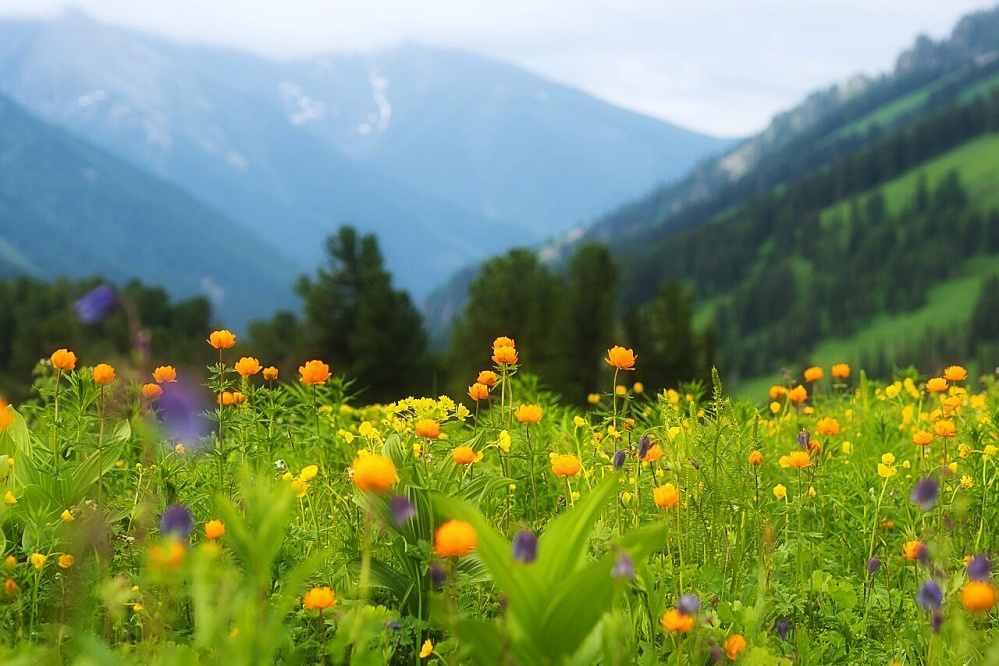 Тour équestre -  Russie Altaï «Lacs de Karakol — trajet en boucle»