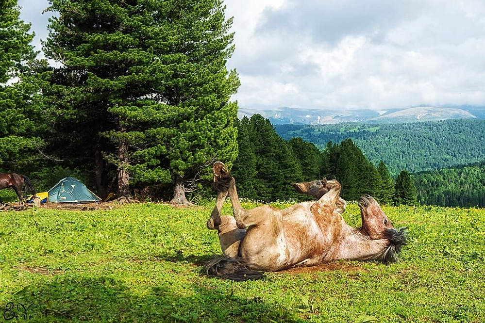 Russian Altay, Siberia. Horseback riding trip Karakol’skie Lakes (loop ride)