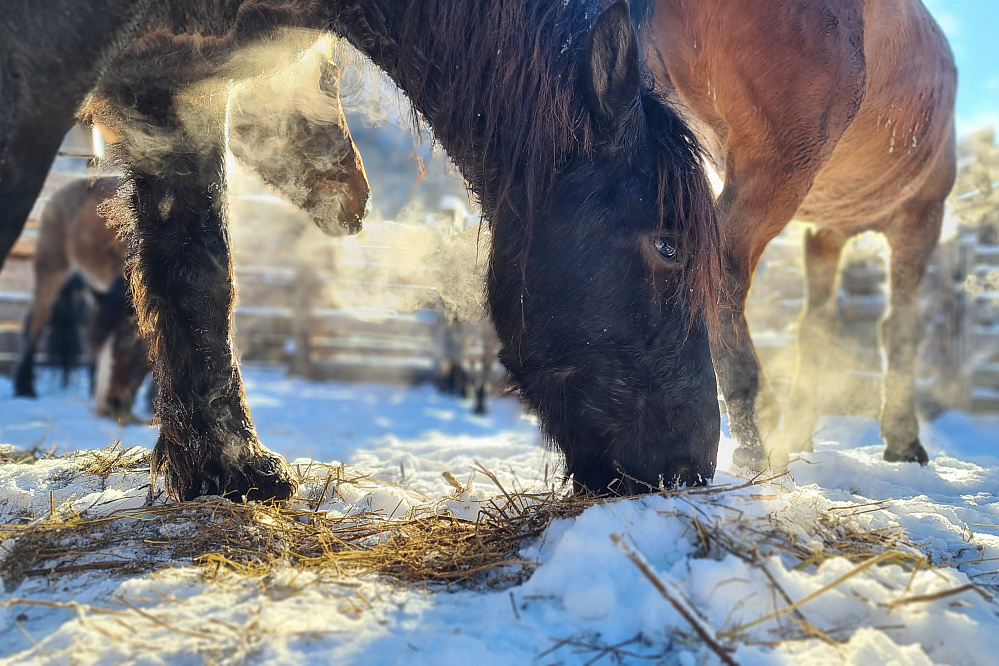 Altai - winter fairytale