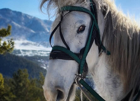 Конно-экскурсионный тур «Зимой на Алтай или выходные в горах»