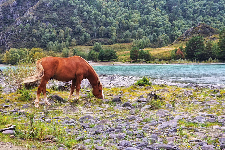 Конный тур для опытных всадников «Галопом по Алтаю»