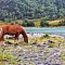 Конный тур для опытных всадников «Галопом по Алтаю»