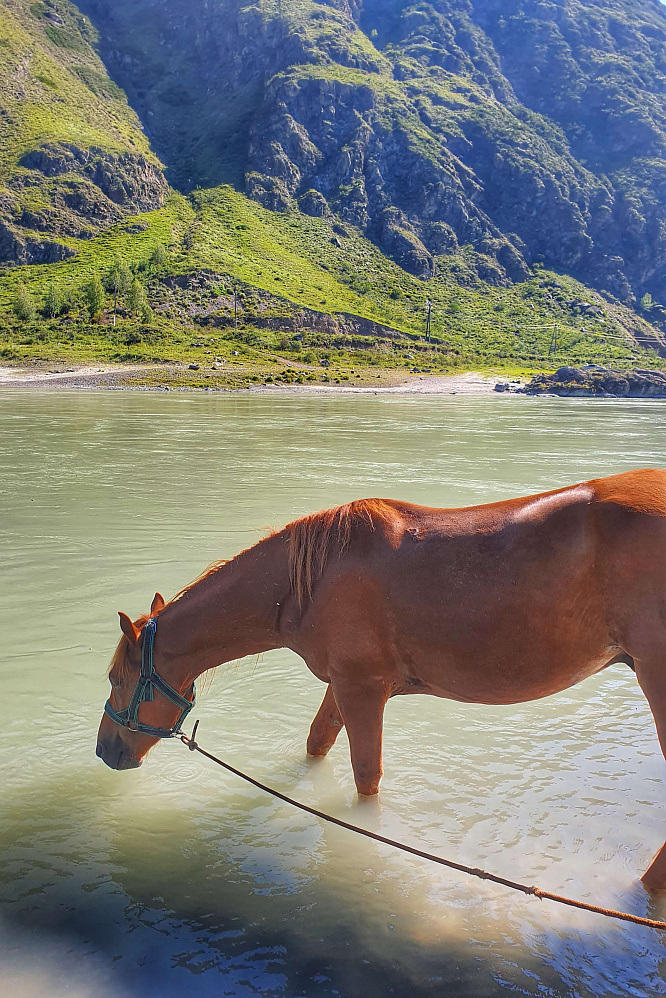 Конный тур для опытных всадников «Галопом по Алтаю»