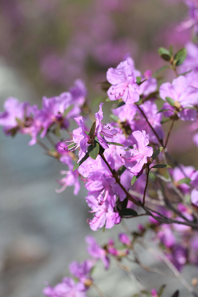 «Алтай  —  тур выходного дня» или «Майские на Алтае» 2026