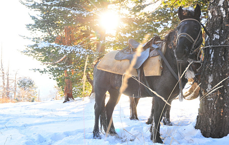 Конный | Cнегоходный тур «Алтай  —  к горным вершинам»