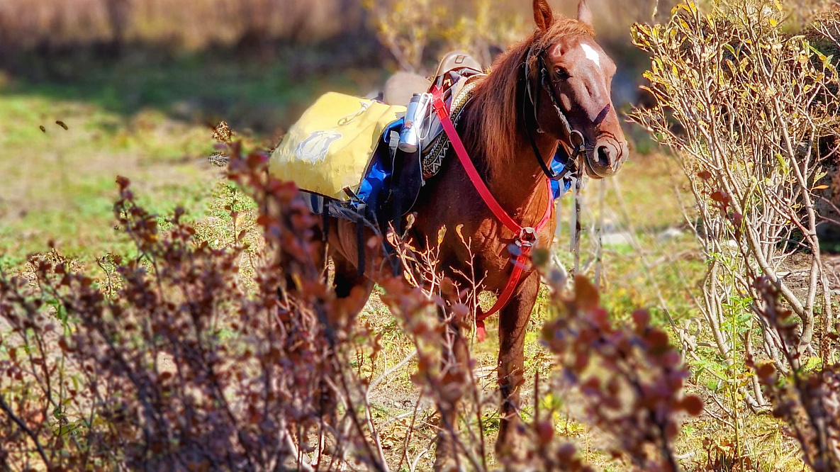 Конный ВИП тур "Алтай - перезагрузка"
