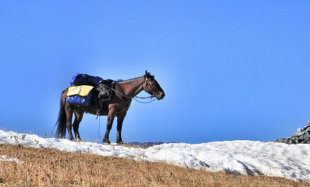 Конный тур по Горному Алтаю «Тальменное озеро»