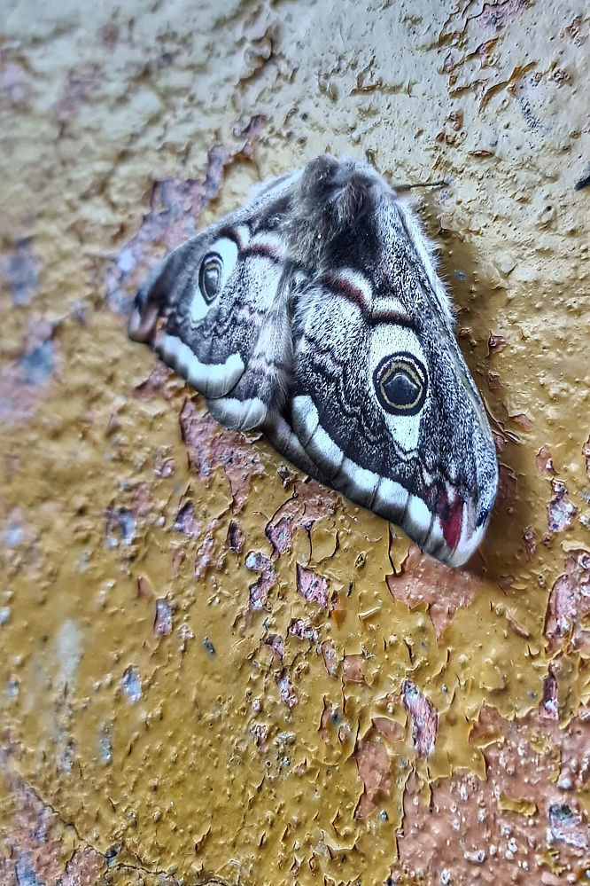 «Алтай  —  тур выходного дня» или «Майские на Алтае» 2026