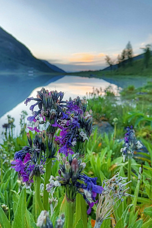 Конный тур по Алтаю «К Белухе потаённой тропой»
