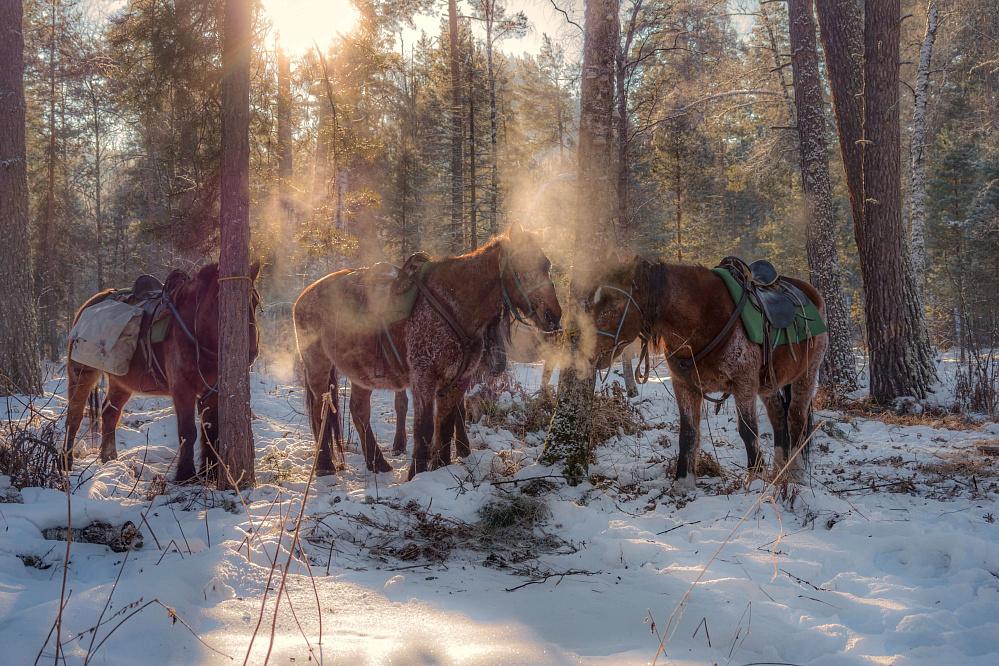 Подарочный сертификат «Маяк Алтая»