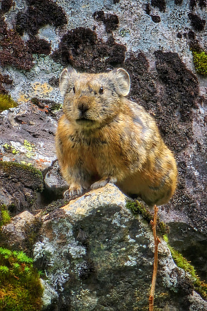 Конный тур «Алтай — страна Чудес»
